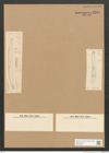 Diatomeae indet. Zeichnungen Sammlung Grunow Nr. 3284 (NHMW-BOT-W0370768)